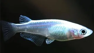 Oryzias latipes spot