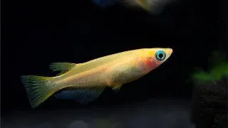 Oryzias latipes Gold-Medaka