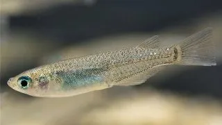 Oryzias Melastigma