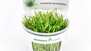 Dennerle Lilaeopsis Brasiliensis In-Vitro