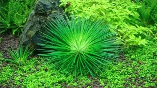 Planta acvariu Eriocaulon Cinereum in vitro Tropica