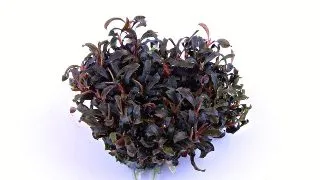Tropica Bucephalandra Kedagang In Vitro