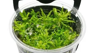 Planta acvariu Stoffels Pogostemon Helferi in vitro