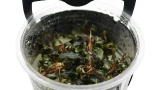 Planta acvariu Bucephalandra Kedagang in vitro Stoffels