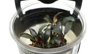 Planta acvariu Bucephalandra brownie Ghost in vitro Stoffels