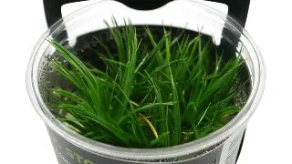 Planta acvariu Stoffels Eriocaulon polaris in vitro