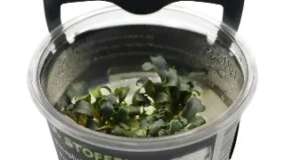 Planta acvariu Bucephalandra brownie Purple in vitro Stoffels