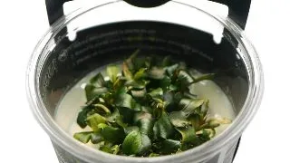 Planta acvariu Bucephalandra Batang Kawa in vitro Stoffels