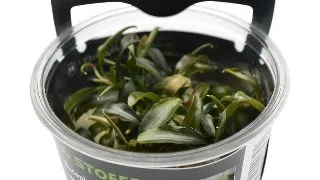 Planta acvariu Stoffels Bucephalandra brownie Blue in vitro