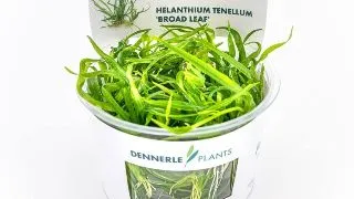 Planta de acvariu Helantium tenellum Broad leaf In-Vitro Dennerle