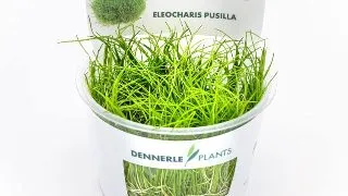 Dennerle Eleocharis pusilla In-Vitro