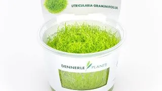 Dennerle Utricularia graminifolia In-Vitro