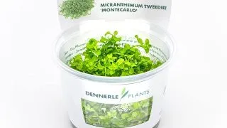 Dennerle Micranthemum Monte Carlo Tweediei In-Vitro