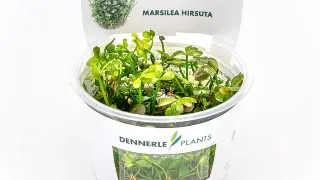 Dennerle Marsilea hirsuta In-Vitro