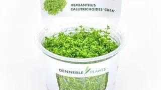 Dennerle Hemianthus callitrichoides Cuba In-Vitro