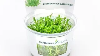 Dennerle Glossostigma elatinoides In-Vitro