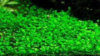 Planta acvariu Marsilea minuta (ex crenata) in vitro Tropica