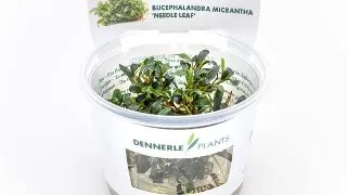 Dennerle Bucephalandra spec Mini(micrantha) Needle Leaf In-Vitro
