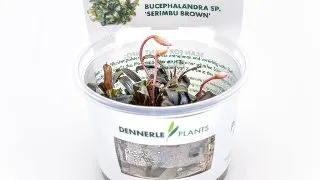 Dennerle Bucephalandra spec Serimbu Brown In-Vitro
