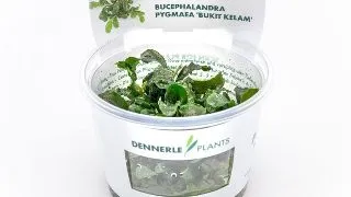Planta acvariu Dennerle Bucephalandra Bucephalandra pygmaea Bukit Kelam In-Vitro