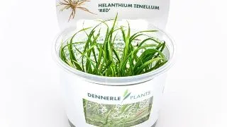Dennerle Helanthium tenellum Red In-Vitro