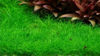 Planta acvariu Eleocharis Acicularis Mini (Pusilla)in vitro Tropica
