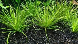 Planta acvariu Blyxa japonica in vitro Tropica