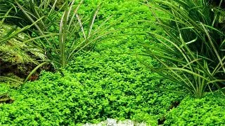 Planta acvariu Hemianthus callitrichoides Cuba In vitro Tropica