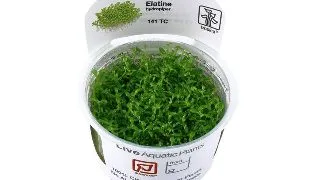 Tropica Elatine Hydropiper in Vitro