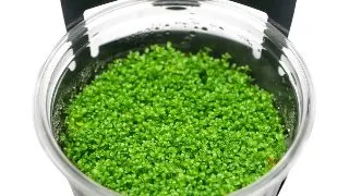 Planta acvariu Stoffels Hemianthus Callitrichoides Cuba in vitro