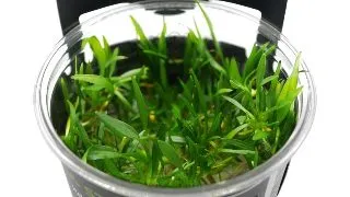 Planta acvariu Echinodorus Tenellus Green in vitro Stoffels