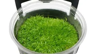 Planta acvariu Utricularia Graminifolia in vitro Stoffels