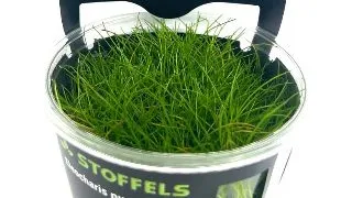 Planta acvariu Stoffels Eleocharis pusilla in vitro