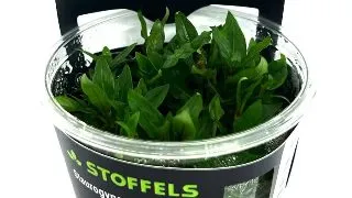 Planta acvariu Staurogyne Repens in vitro Stoffels