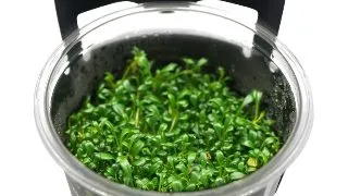 Planta acvariu Stoffels Glossostigma Elatinoides in vitro