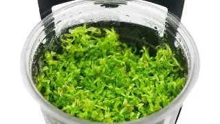Planta acvariu Micranthemum glomeratum in vitro Stoffels