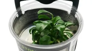 Planta acvariu Anubias barteri Petite in vitro Stoffels
