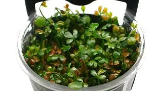 Planta acvariu Marsilea Hirsuta in vitro Stoffels