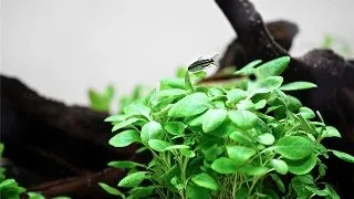 Planta acvariu Lobelia cardinalis Mini in vitro Tropica