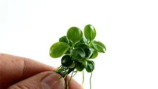 Planta acvariu Anubias barteri Mini Coin in vitro Tropica