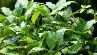 Planta acvariu Schismatoglottis prietoi in vitro Tropica LE