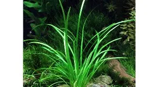 Sagittaria subulata  In-Vitro Tropica