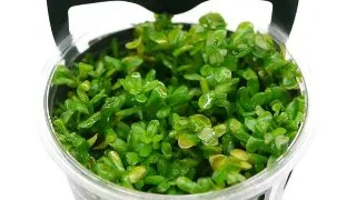 Planta acvariu Stoffels Rotala Bonsai (Indica) in vitro