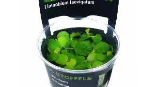 Planta acvariu plutitoare Limnobium Laevigatum in vitro Stoffels