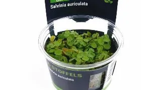 Planta acvariu Salvinia Auriculata in vitro Stoffels