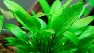 Planta acvariu Cryptocoryne Wendtii Green in vitro Tropica