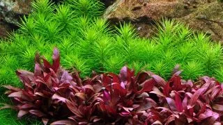 Planta acvariu Pogostemon Deccanensis(Erectus) in vitro Tropica