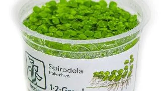 Planta acvariu plutitoare Spirodela polyrrhiza in-vitro Tropica
