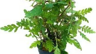 Planta acvariu Stoffels Hygrophila Pinnatifida