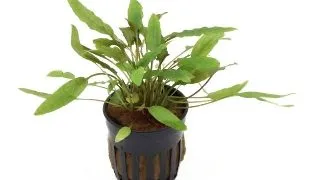 Planta acvariu Stoffels Cryptocoryne Becketii